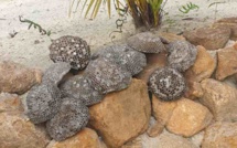 Une collection impressionnante de nids de guêpes aussi gros que des roches piquées