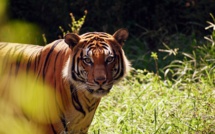 Afrique du Sud : Une tigresse échappée d'un élevage abattue après des attaques mortelles