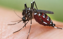Dengue : 5 cas en une semaine