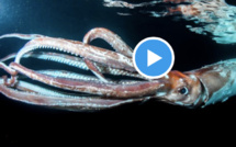 Un calamar géant filmé au large du Japon