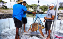 Kelonia s’investit dans le futur centre de soins pour tortues de Mayotte