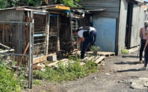 Le Port : Des chiens maintenus en cage libérés