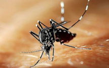 Dengue : Une légère augmentation des passages aux urgences depuis le début de l’année