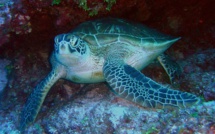 Braconnage de tortues marines à Mayotte : Un homme condamné à un an de prison