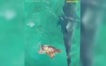 Attaquée par un requin tigre, une tortue de mer remporte le combat