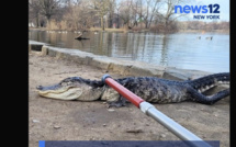 Un alligator retrouvé dans un parc de Brooklyn