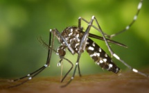 Dengue : 7 cas recensés, mais les pluies font craindre un rebond épidémique