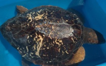 "L'autodéfense" des tortues marines face aux attaques de leurs prédateurs 