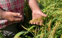 Culture du riz péi : Les débuts prometteurs de Jean-Michel Grondin dans le sud