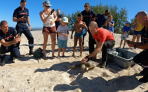 La tortue Grimp retrouve l’océan sous l'œil de ses sauveteurs pompiers
