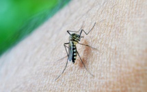 La circulation de la dengue reste faible mais la vigilance est toujours de mise