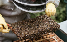 Petit coléoptère des ruches : un rucher infecté pour la deuxième fois