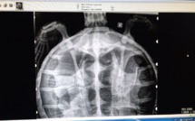 Victime d'un "coup de chaud", la jeune tortue retrouvée à Pierrefonds n'a pas survécu