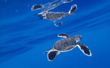 Réhabilitations des sites de ponte des tortues marines