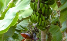 Mayotte : Pour empêcher les vols, ils piègent les bananes avec des aiguilles