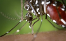 Dengue à La Réunion : Six nouveaux cas