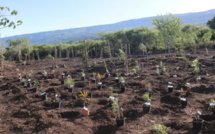 Plantation d’arbres au Grand Stella samedi 22 avril