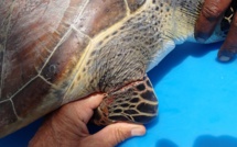 Kelonia sollicite les usagers de la mer pour retrouver deux tortues blessées