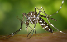Dix nouveaux cas de dengue recensés.