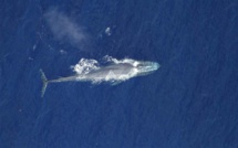 Deux baleines bleues observées au large de La Réunion