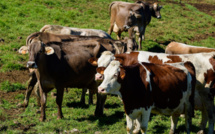 Climat : La France va-t-elle devoir réduire son cheptel de bovins ?