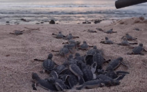 Vidéo - Les bébés de la tortue Emma émergent du sable pour rejoindre l'océan