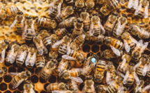 Des petits coléoptères des ruches détectés dans des colonies sauvages