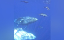 Vidéo -  Trois-Bassins : Un kayakiste croise des baleines qui nagent avec des dauphins