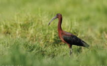 Présence d’ibis falcinelle sur le site de l’étang du Gol : Ne dérangeons pas cette espèce