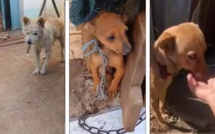 Vidéo - Trois chiens négligés et attachés sortis de la cour de particuliers à Saint-Pierre