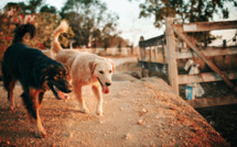 ​Salazie : Deux joggeurs pris en chasse par des chiens... et leur propriétaire