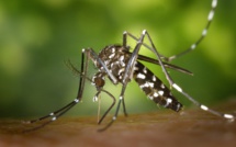 Risque élevé d'introduction du paludisme à La Réunion