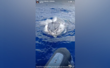 Une baleine à bosse vient observer un bateau au Cap Lahoussaye
