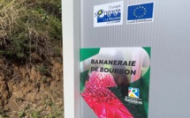 Vidéo - Coup de projecteur sur une réussite familiale saint-leusienne : la Bananeraie bio de Bourbon