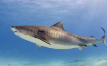 L’UE pourrait bannir le commerce des ailerons de requins
