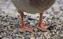 Cas d'Influenza aviaire : Abattage de volailles à St-Louis
