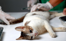Stérilisation des chiens et chats : Prolongation du dispositif d’aide du TCO