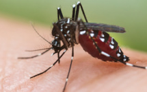 Dengue : Baisse de niveau du dispositif ORSEC à La Réunion mais la vigilance reste de mise