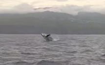 Un festival de sauts de baleines immortalisé en baie de la Possession