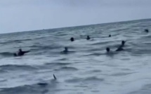 Vidéo - États-Unis : un requin nage au milieu des baigneurs