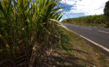 Hausse de 3,34% des loyers agricoles à La Réunion