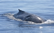 Trois baleines blessées observées au large de Saint-Gilles