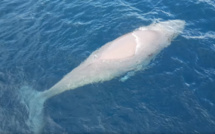Les images exceptionnelles d'une baleine à bosse blanche