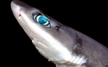 Le Squalus longispini, une espèce de requin jamais observée dans le monde découverte à La Réunion