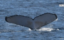 La baleine à bosse "Tri", observée en 2013, est de retour à La Réunion 10 ans après