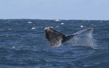 Le 2ème congrès international des baleines à La Réunion en 2017